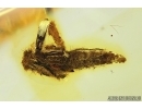 Caterpillar in Case, Lepidoptera. Fossil inclusion in Baltic amber #7681