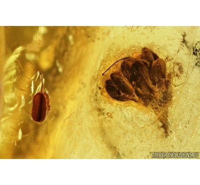  Flower and Leaves. Fossil inclusions in Baltic amber #7682