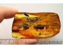 Flower and Leaves. Fossil inclusions in Baltic amber #7682