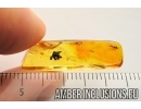 Oak Flower, Plant. Fossil inclusion in Baltic amber stone #7683