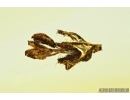 Nice Oak Flower, Plant. Fossil inclusion in Baltic amber stone #7684