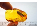 Nice Big 19mm! Leaf, Plant. Fossil inclusion in Baltic amber #7685