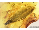 Nice Big 19mm! Leaf, Plant. Fossil inclusion in Baltic amber #7685