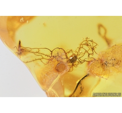 Unusual Plant. Fossil inclusion in Baltic amber #7688