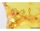 Unusual Plant. Fossil inclusion in Baltic amber #7688