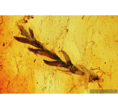 Rare Nice Plant. Fossil inclusion in Baltic amber #7689
