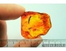 Rare Nice Plant. Fossil inclusion in Baltic amber #7689