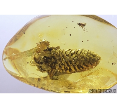 Huge 19mm! Very Nice Pine Cone. Fossil inclusion in Baltic amber #7695