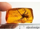 Huge 25mm! Spider, Araneae. Fossil inclusion in Baltic amber stone #7700