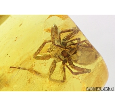 Big 17mm! Spider, Araneae and More. Fossil inclusions in Baltic amber stone #7701