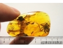 Big 17mm! Spider, Araneae and More. Fossil inclusions in Baltic amber stone #7701