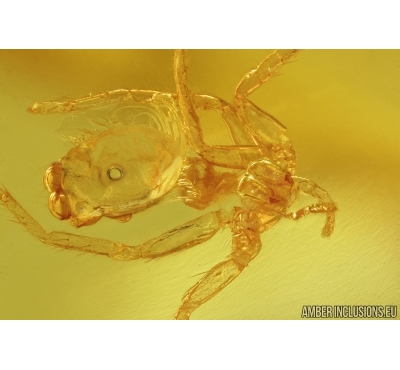 Salticidae , Jumping Spider Exuvia. Fossil inclusion in Baltic amber #7703