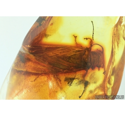 Extremely rare ALDERFLY, MEGALOPTERA, SIALIDAE. Fossil insect in Baltic amber #7704