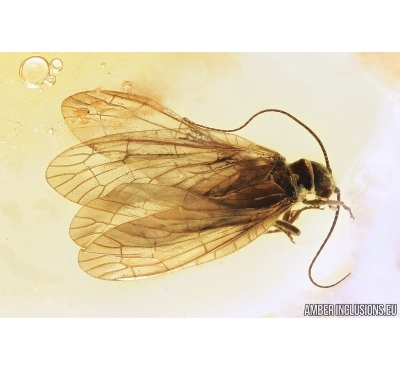Extremely rare ALDERFLY, MEGALOPTERA, SIALIDAE. Fossil insect in Baltic amber #7705
