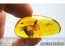 Nice Termite, Isoptera. Fossil inclusion in Baltic amber stone #7707