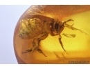 Nice, Big 15mm! Honey Bee, Apoidea. Fossil insect in Baltic amber #7709