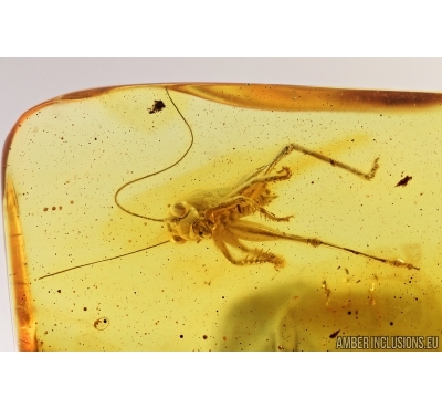 Nice, Big 19mm! Cricket, Orthoptera. Fossil insect in Baltic amber #7710