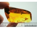 Nice, Big 19mm! Cricket, Orthoptera. Fossil insect in Baltic amber #7710