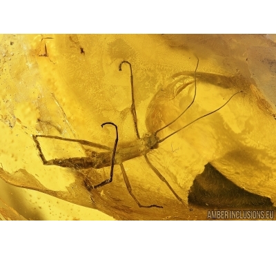 Big 19mm! Walking stick, Phasmatodea. Fossil inclusion in Baltic amber #7711