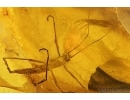 Big 19mm! Walking stick, Phasmatodea. Fossil inclusion in Baltic amber #7711