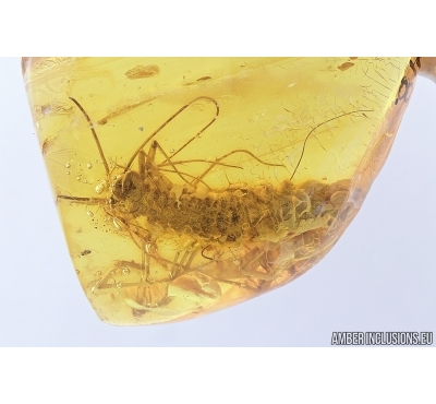 House Centipede , Scutigeridae.  Fossil inclusion in Baltic amber #7712