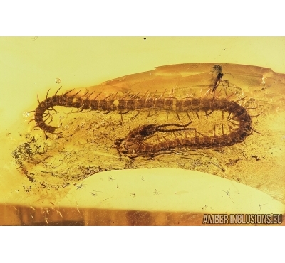 Very nice, Big Centipede, Chilopoda, Geophilidae. Fossil inclusion in Baltic amber #7714