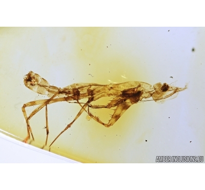 Extremely Rare Praying Mantis exuvia, Mantodea. First example! in Baltic amber #7717