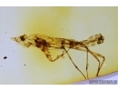Extremely Rare Praying Mantis exuvia, Mantodea. First example! in Baltic amber #7717