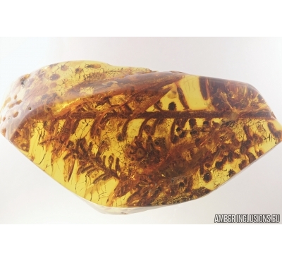 Very Nice, Huge 57mm! Plant. Fossil inclusion in Baltic amber stone #7718