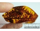 Very Nice, Huge 57mm! Plant. Fossil inclusion in Baltic amber stone #7718