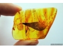 Very Big 29mm! Leaf, Plant. Fossil inclusion in Baltic amber #7719
