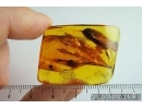 Very nice, Rare Pine Spines Needles. Fossil inclusions in Baltic amber #7720