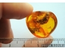 Nice, Big 16mm! Pine Cone, Pinaceae. Fossil inclusion in Baltic amber #7721