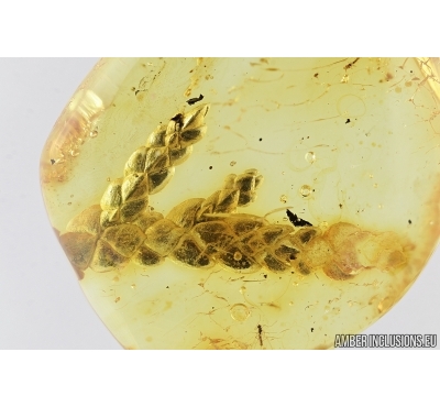 Nice Plant, Thuja Twig. Fossil inclusion in Baltic amber #7732