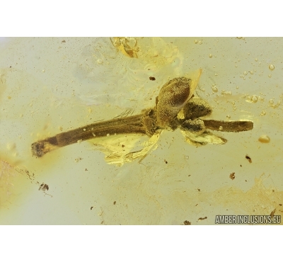 Nice Plant. Fossil inclusion in Baltic amber #7733