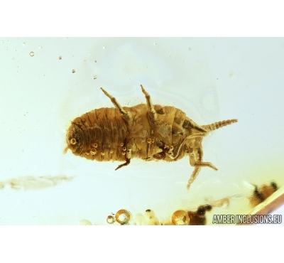 Coccid Larva. Fossil insect in Baltic amber #7739