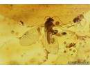 Caddisfly, Trichoptera and More. Fossil insects in Baltic amber #7742