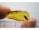 Leaf, Plant. Fossil inclusion in Baltic amber #7745