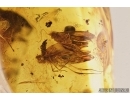 Spider, Araneae and More. Fossil inclusions in Baltic amber #7747