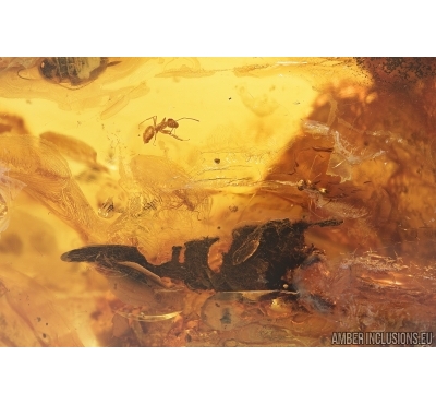 Leaf, Ants, Cockroach and More. Fossil inclusions in Baltic amber #7749