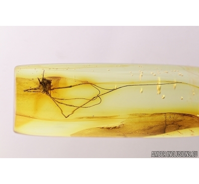 Harvestman, Opiliones. Fossil inclusion in Baltic amber #7750
