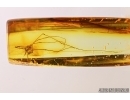 Harvestman, Opiliones. Fossil inclusion in Baltic amber #7750