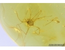 Harvestman, Opiliones. Fossil inclusion in Baltic amber #7751