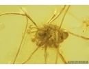 Harvestman, Opiliones. Fossil inclusion in Baltic amber #7751