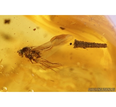 Caterpillar Case Lepidoptera and Long-legged fly Dolichopodidae. Fossil inclusions in Baltic amber #7756