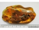 Pyrite cluster with Crystals. Fossil inclusion in Baltic amber #7762