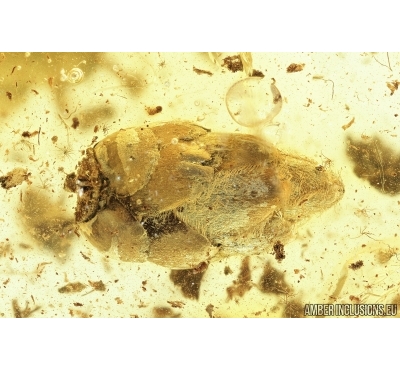 Nice Bud and More. Fossil inclusion in Baltic amber #7764