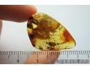 Nice Bud and More. Fossil inclusion in Baltic amber #7764