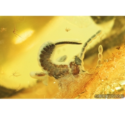 Earwig, Dermaptera. Fossil insect in Baltic amber #7765