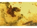  Three Centipedes Geophilidae and More.  Fossil inclusions in Ukrainian amber #7766